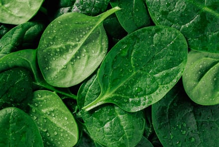 This Is How Experts Store Spinach So It Doesn't Spoil So Quickly